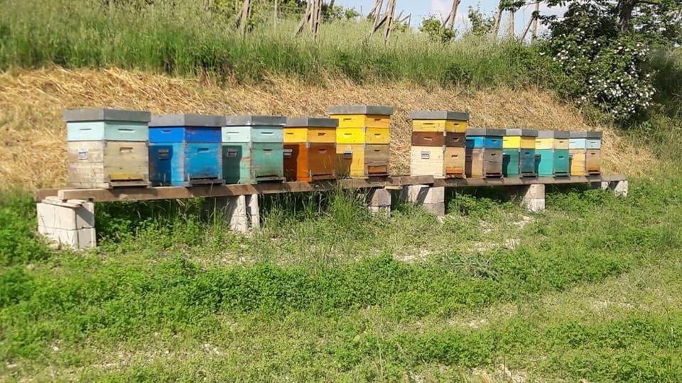 Agriturismo Il Colore Del Grano San Vittore  Luaran gambar