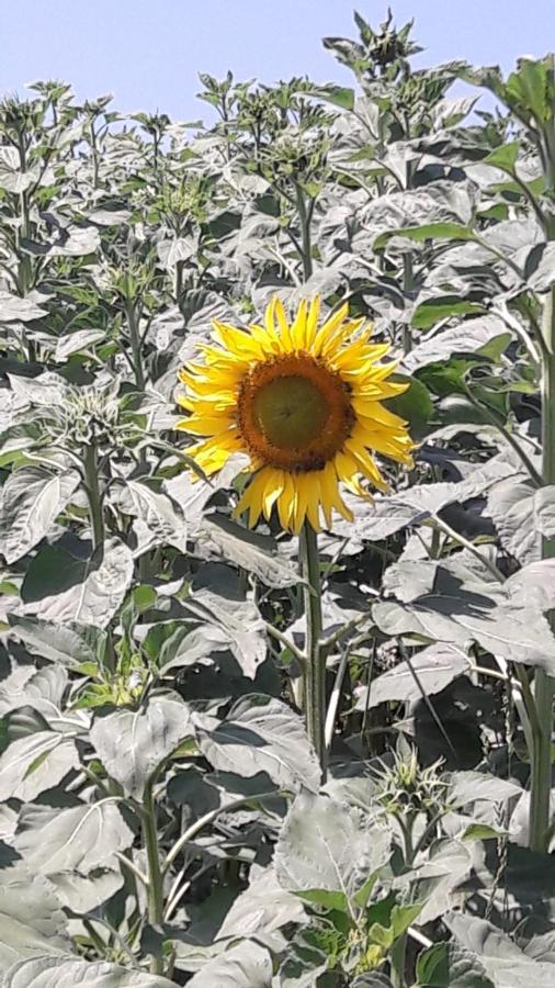 Agriturismo Il Colore Del Grano San Vittore  Luaran gambar